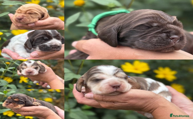 Cocker Spaniel dogs - Advert 15