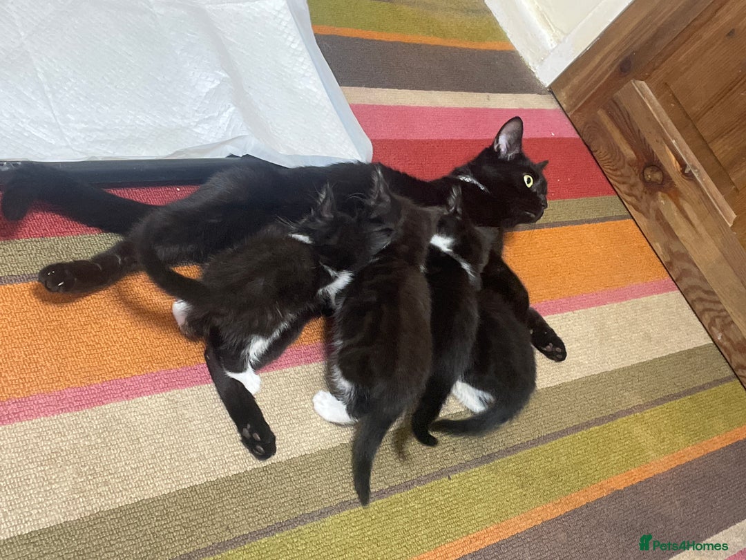 Mixed Breed cats for sale: 4 black and white Kittens for sale !!! - Image 1
