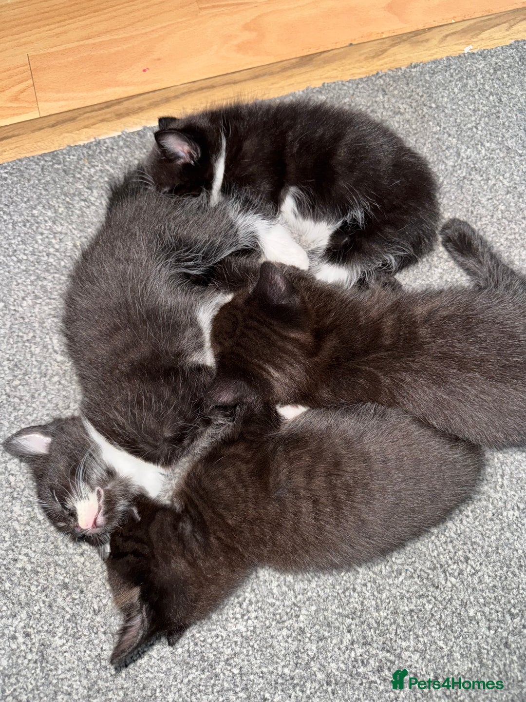 British Shorthair cats for sale: Kitten ready for forever homes  - Image 11