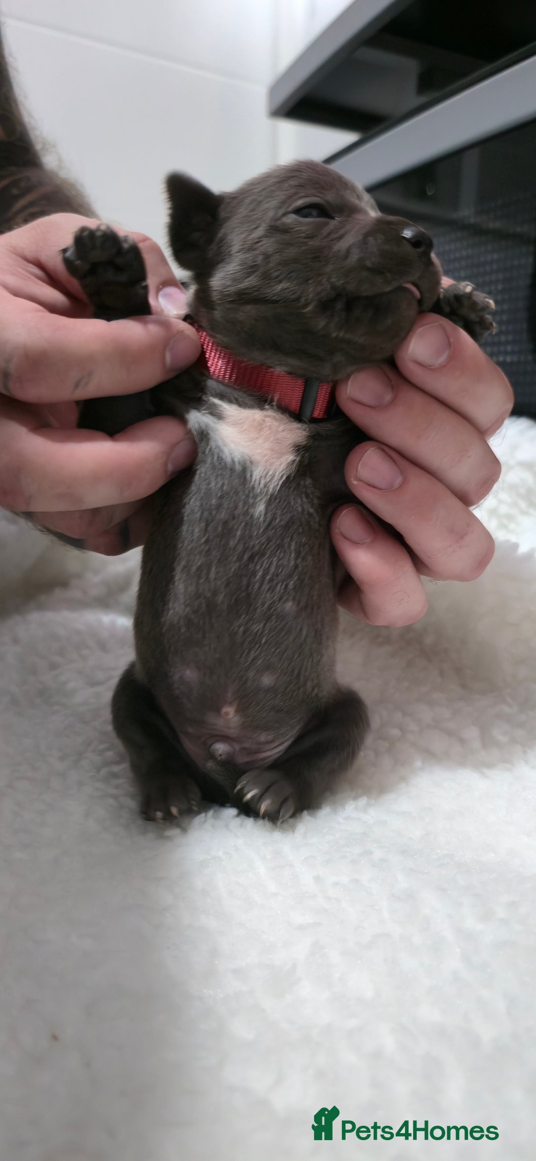 Staffordshire Bull Terrier dogs for sale:  Blue Staffy puppies for sale KC REGISTERED  - Image 19