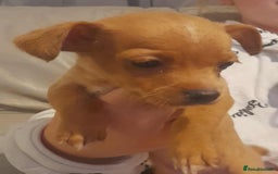 Mixed Breed dogs for sale: Beautiful Pomeranian x jackrussel - Image 4