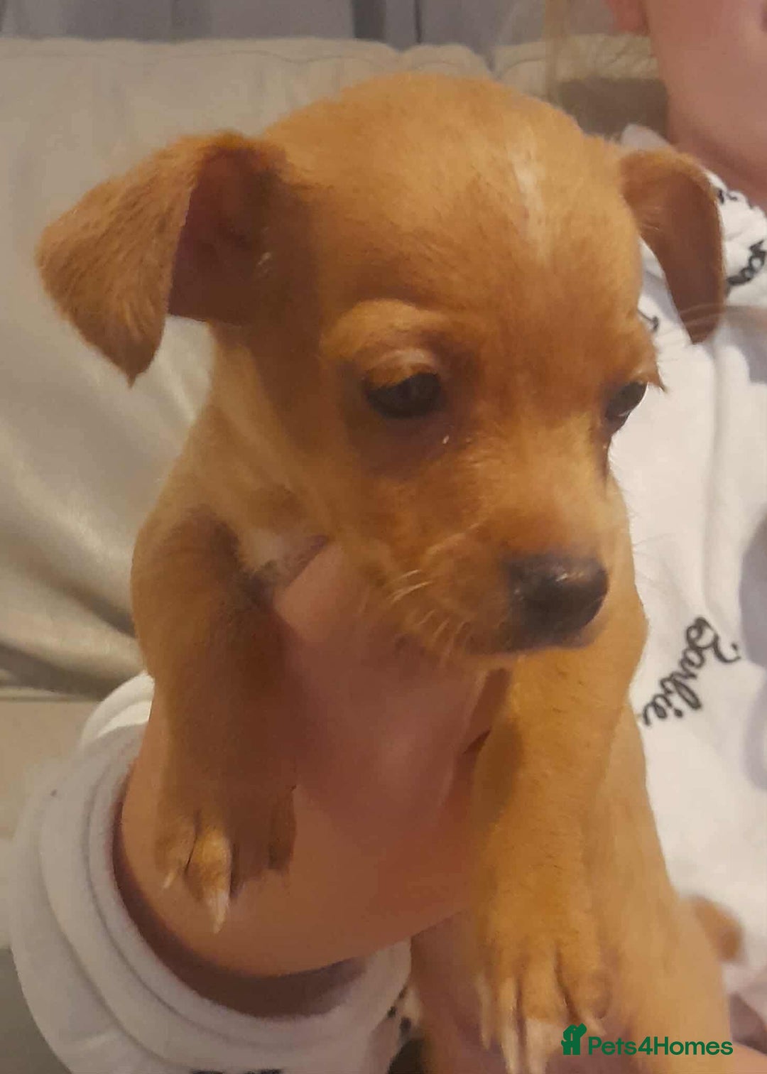 Mixed Breed dogs for sale: Beautiful Pomeranian x jackrussel - Image 4