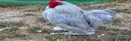 Chickens poultry for sale: Lavender Pekin Bantam Cockerel in Newmarket - Advert 2