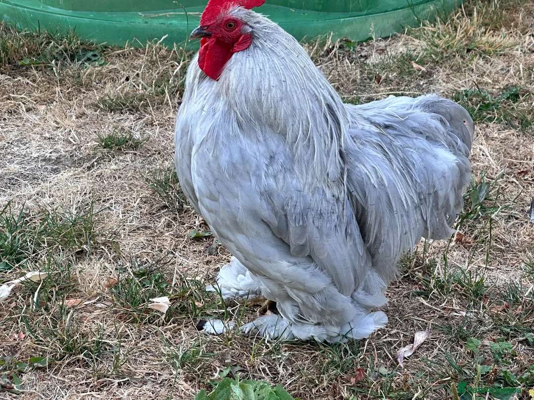 Chickens poultry for sale: Lavender Pekin Bantam Cockerel in Newmarket - Advert 2