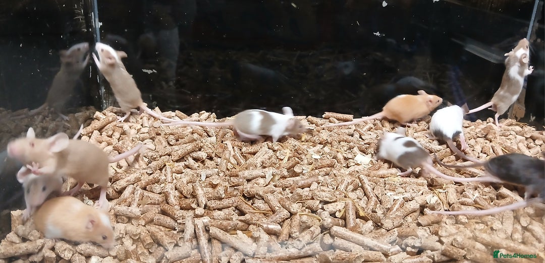 Mouse rodents for sale: Baby Fancy Mice Females  - Advert 2