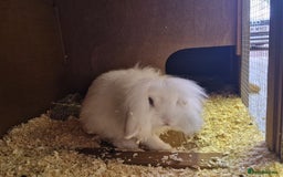 Lionhead rabbits for sale: Little girl bunny looking for her new home  - Image 1