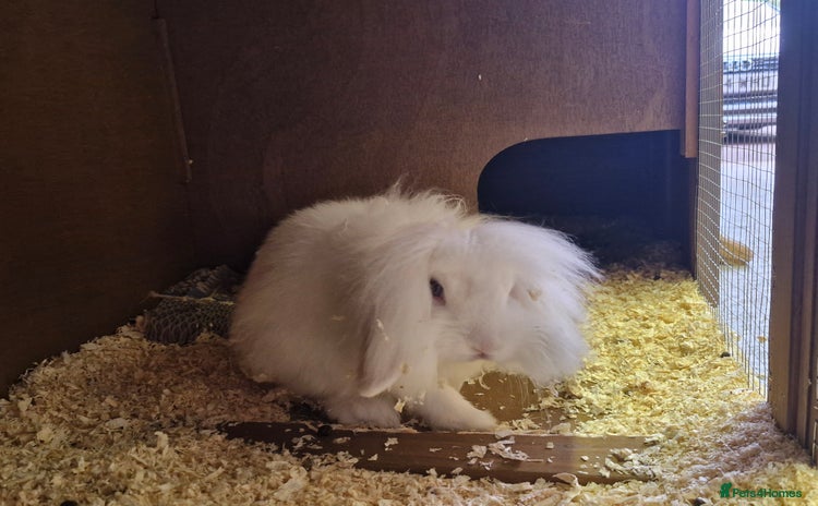 Lionhead rabbits - Advert 3