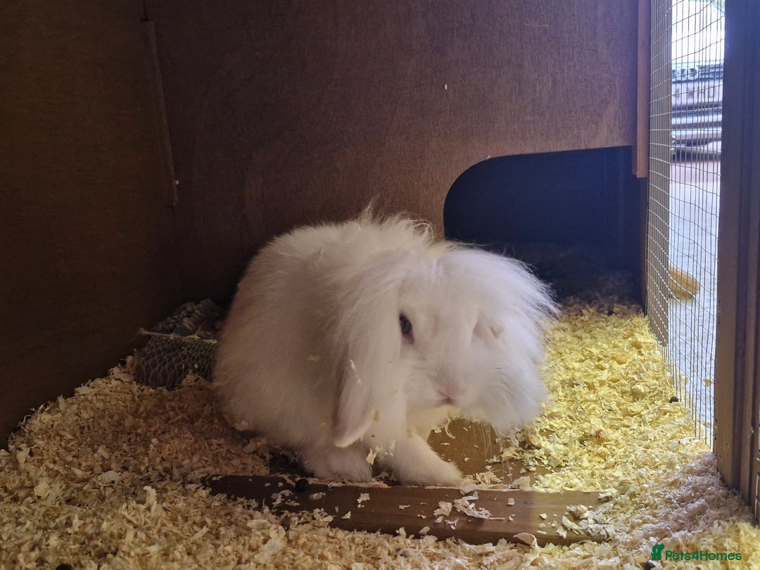 Lionhead rabbits for sale: Little girl bunny looking for her new home  - Image 1
