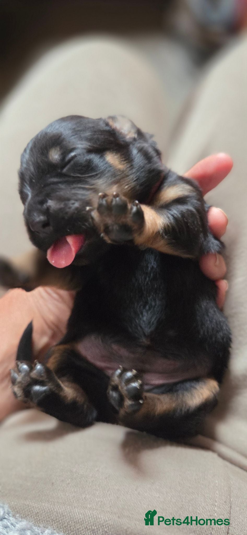Mixed Breed dogs Beautiful F1B Rottweiler Puppies - Advert 11