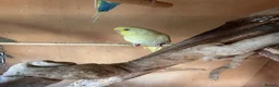 Budgerigars birds for sale: Budgies for sale  - Advert 7