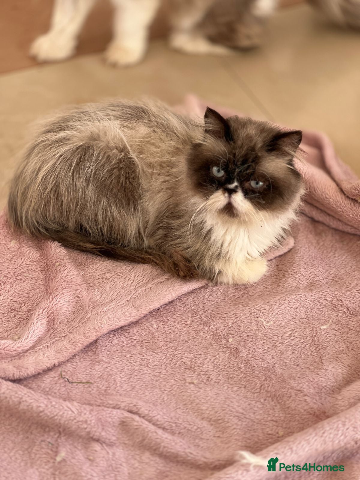 Mixed Breed cats Oreo is 2 years old  - Advert 1