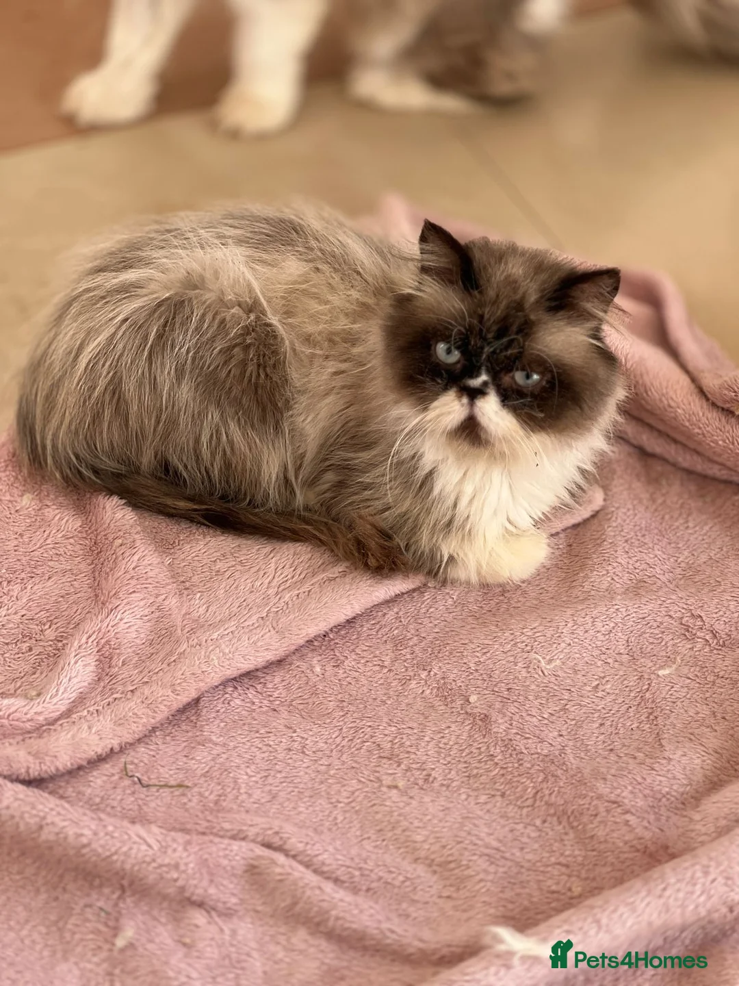 Mixed Breed cats for adoption: Oreo is 2 years old  - Advert 1