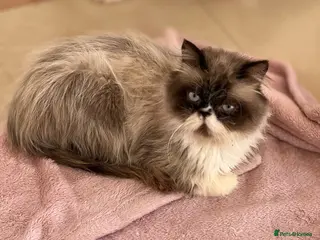 Mixed Breed cats Oreo is 2 years old - Advert 1