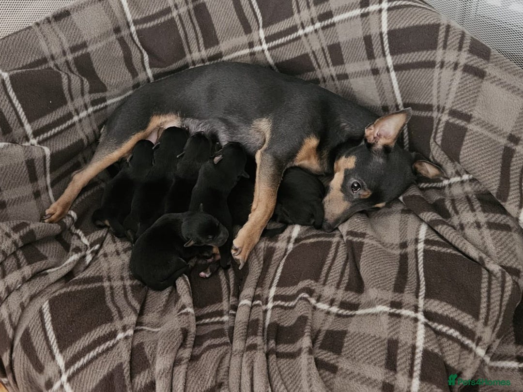 Jack Russell dogs for sale: Gorgeous Chunky Jack Russell Pups for sale - Advert 4