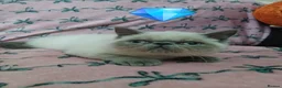 Exotic cats for sale: EXCEPTIONAL PERSIAN EXOTIC KITTENS  - Advert 15