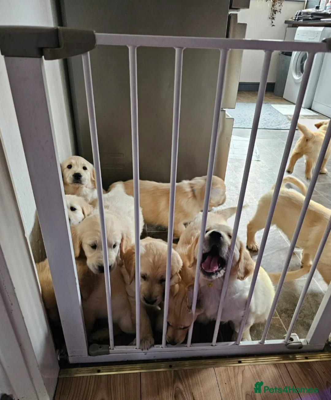 Golden Retriever dogs for sale: Gorgeous KC full pedigree golden retrievers  - Advert 1
