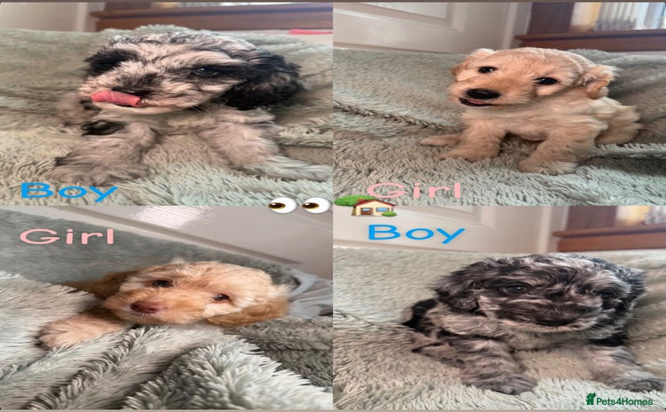 Cockapoo dogs - Advert 7