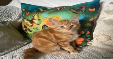 Ragcoon cats - Advert 8