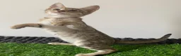 Savannah cats for sale: Savannah PED’G kitten last light bst girl F5SBT - Advert 4