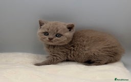 British Shorthair cats for sale: PEDIGREE REGISTERED CHUNKY BRITISH SHORTHAIRS  - Image 13