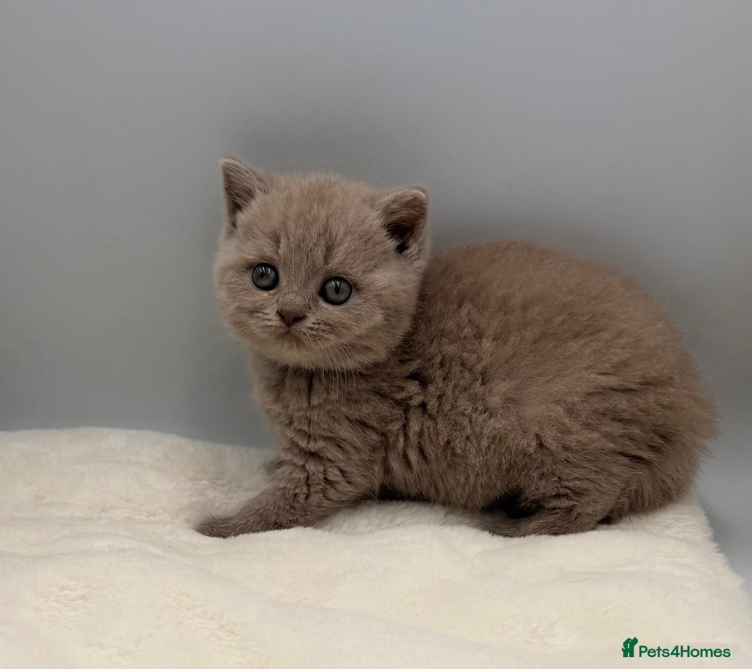 British Shorthair cats for sale: PEDIGREE REGISTERED CHUNKY BRITISH SHORTHAIRS  - Image 13