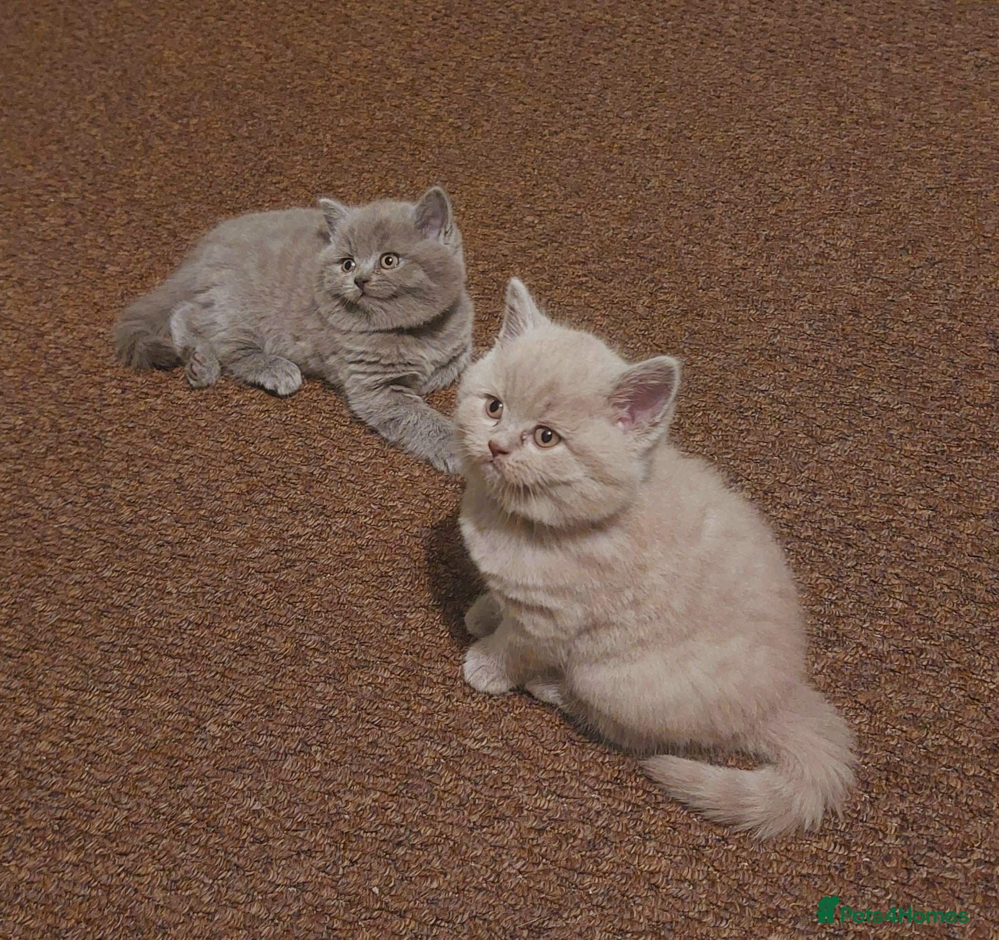 British Shorthair cats ⭐️ Exceptional GCCF registered kittens ⭐️ - Advert 2
