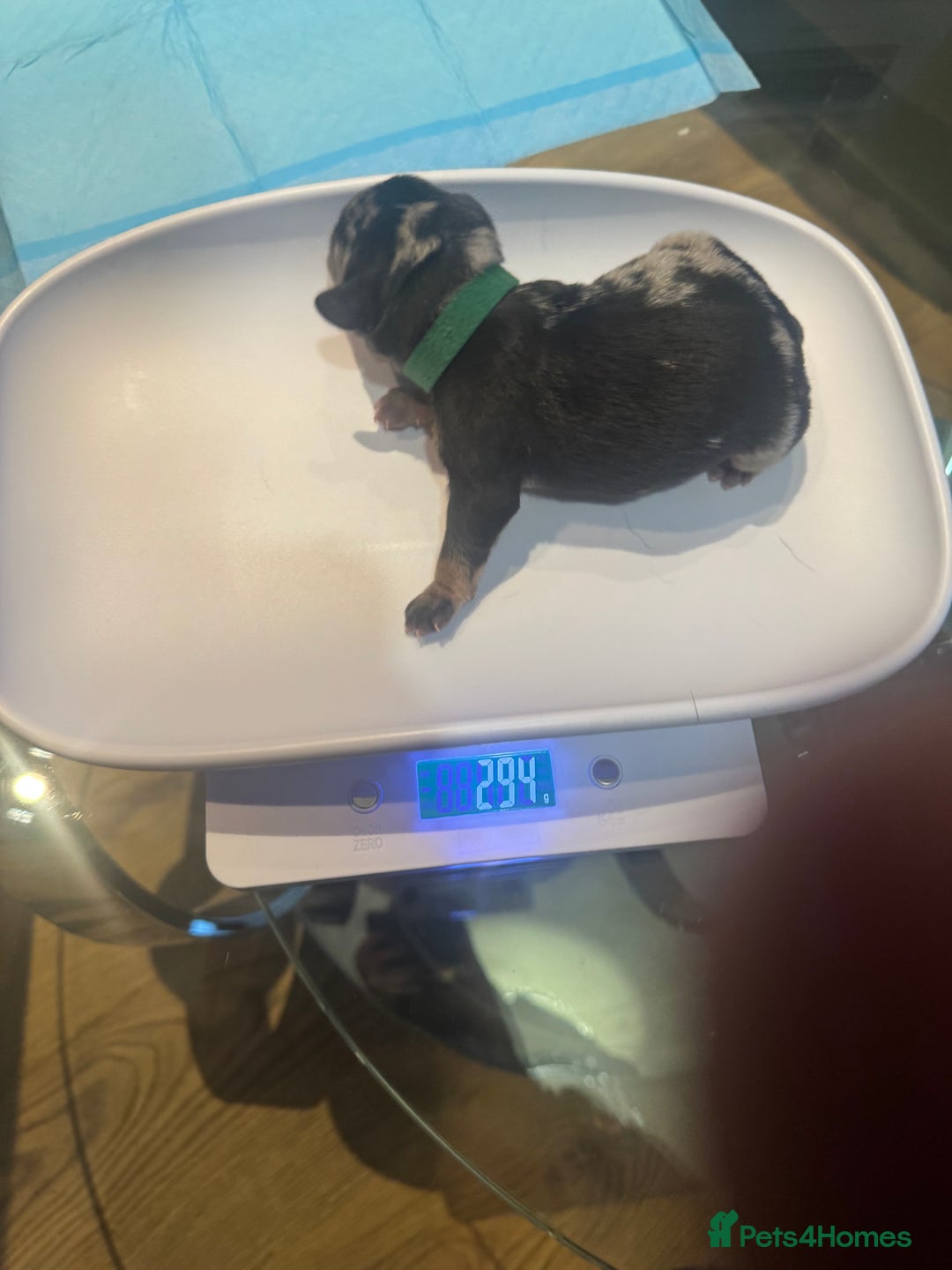 Mixed Breed dogs for sale: French Bulldog cross Manchester Terrier  - Image 8