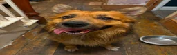 Mixed Breed dogs for sale: Shollie Pups - Advert 12