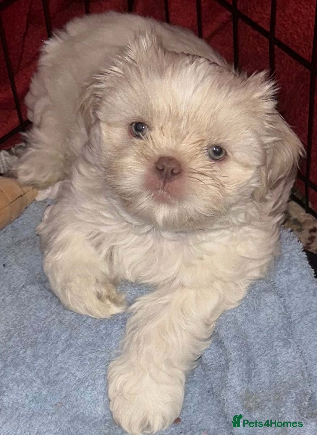 Shih Tzu dogs for sale: Lavender White Imperial Shih Tzu Puppies - Image 23