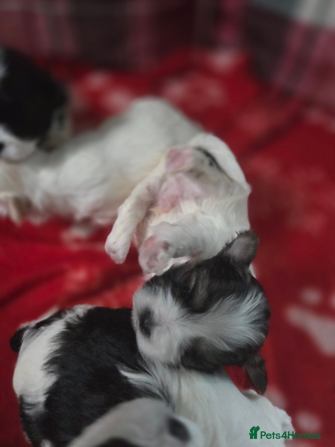 Maltese dogs for sale: 3 boys 1 girl x maltese puppies - Advert 8