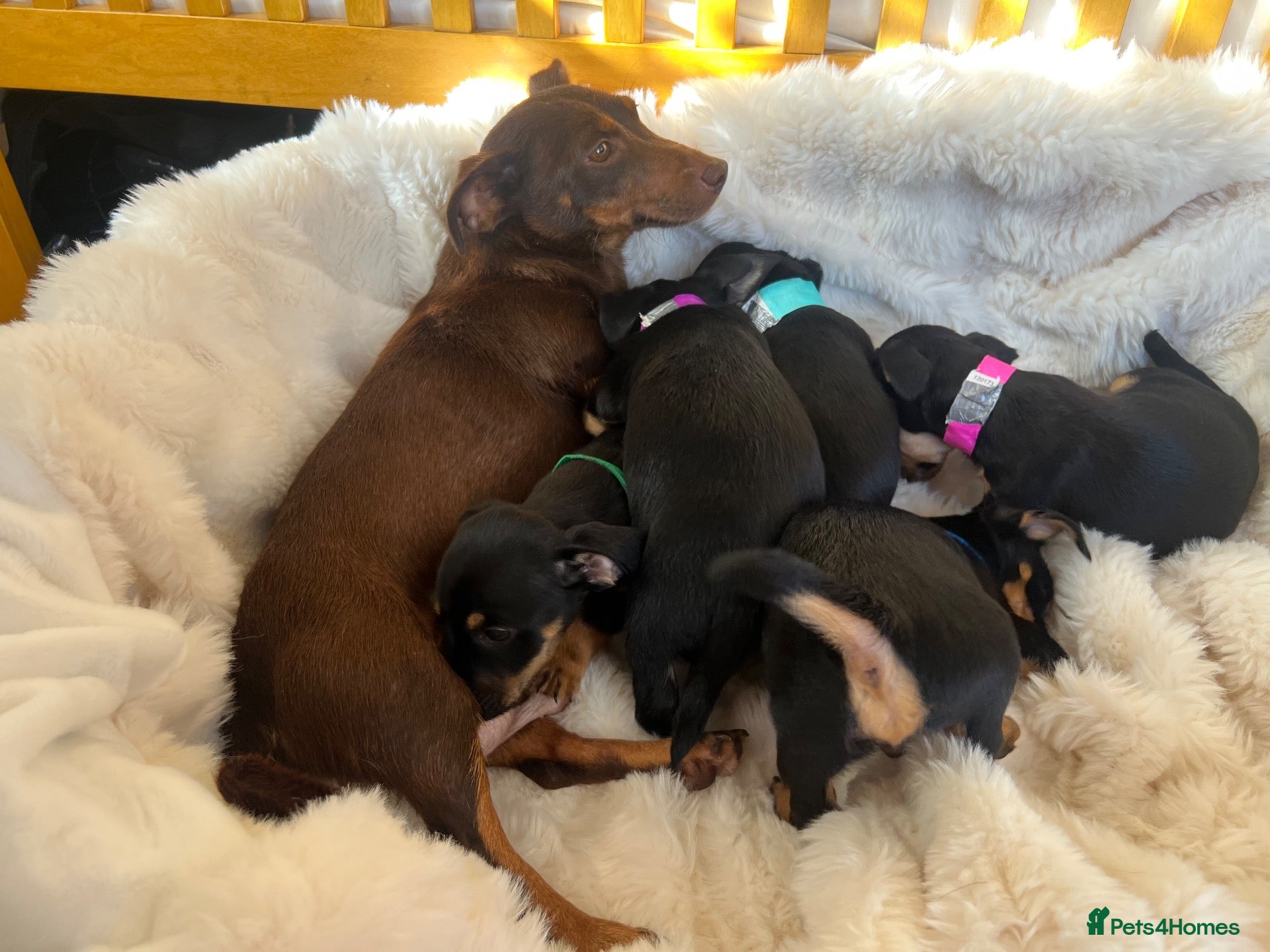 Jack Russell dogs Jack Russell puppies for sale  - Advert 1