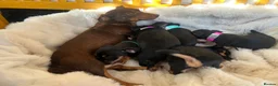 Jack Russell dogs for sale: Jack Russell puppies for sale  - Advert 1