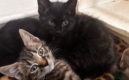 Mixed Breed cats for sale: 3 mixed female and 1 male  - Image 11