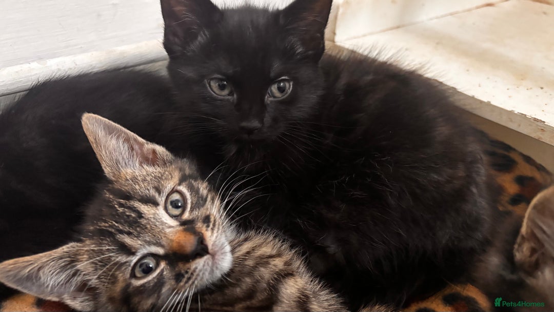 Mixed Breed cats for sale: 3 mixed female and 1 male  - Image 11