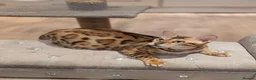 Bengal cats for sale: Beautiful Retired Female Bengal - Advert 8