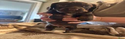 Cocker Spaniel dogs for sale: Kc, health tested cocker spaniel puppies  - Advert 3