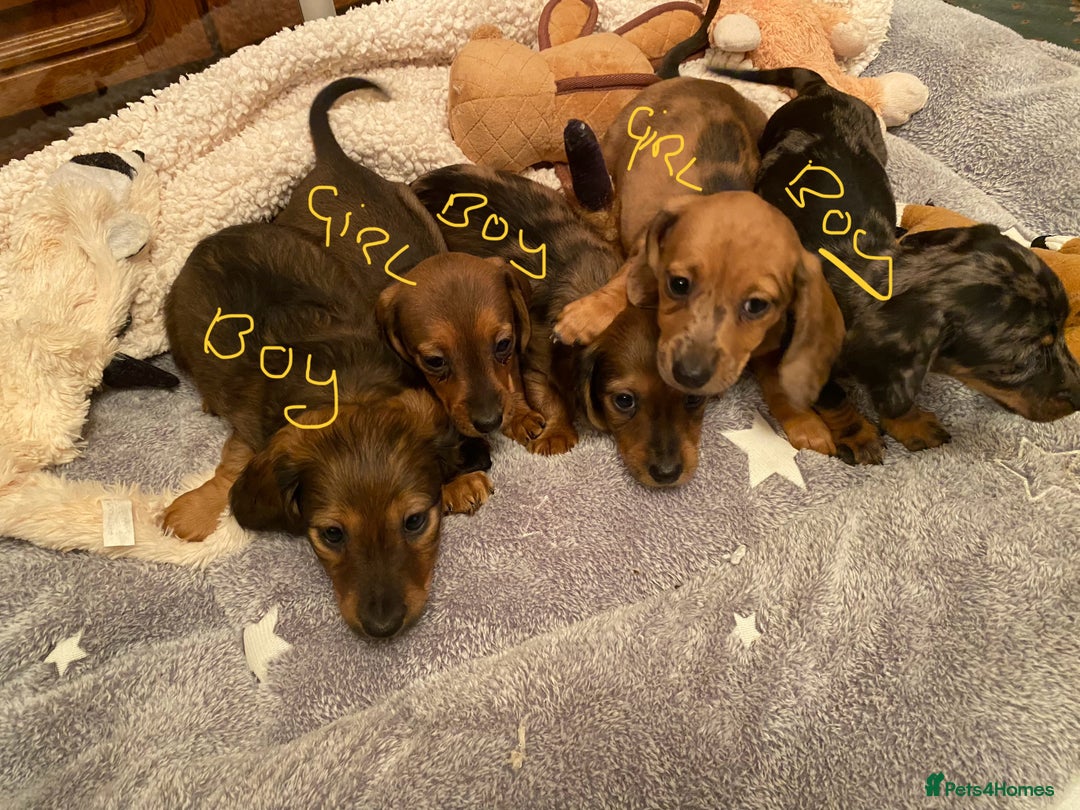 Miniature Dachshund dogs for sale: MINIATURE DACHSHUND PUPPIES  - Advert 4