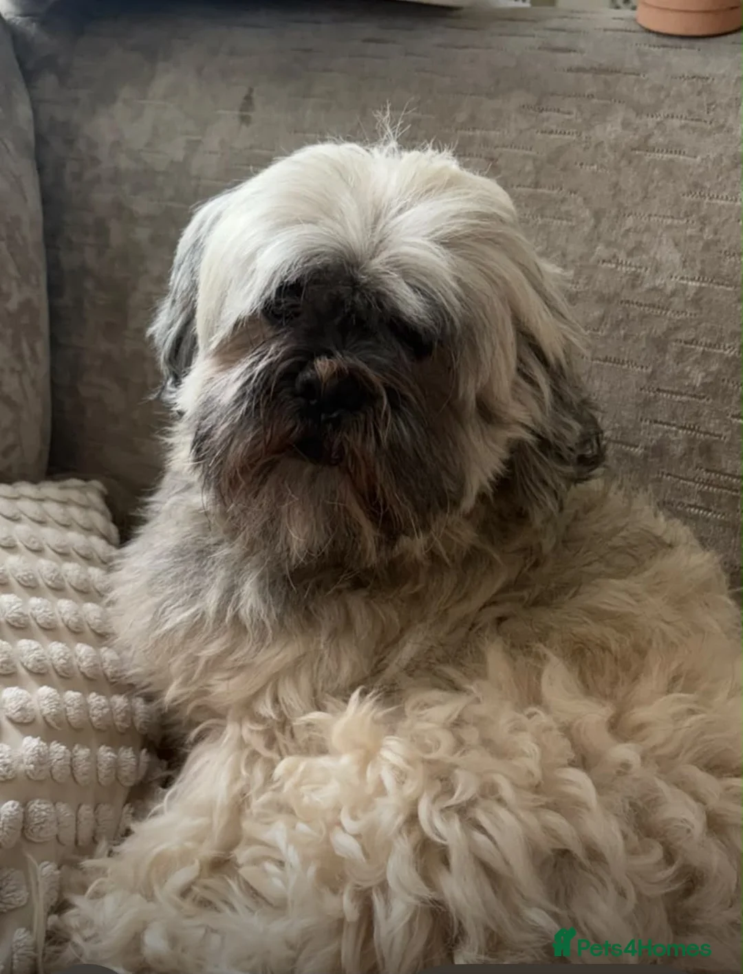 Mixed Breed dogs for sale: French bull tzu  - Advert 2