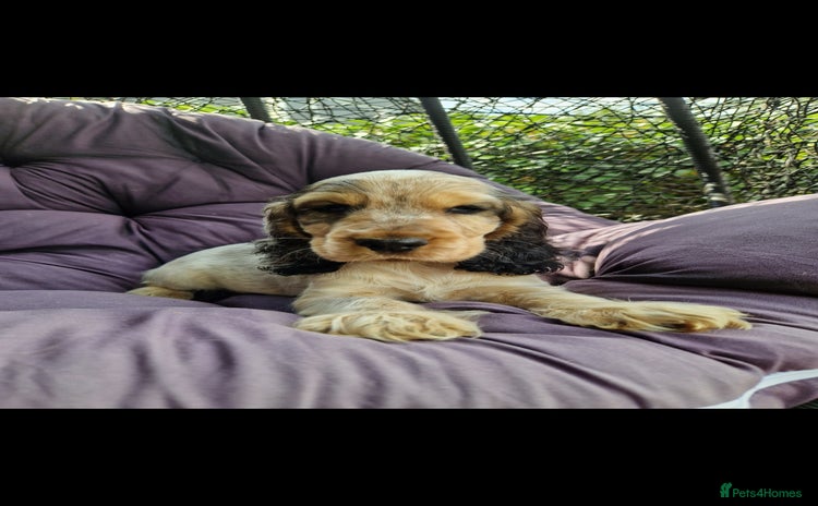 Cocker Spaniel dogs - Advert 3