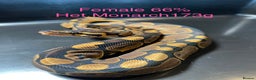 Python Snake reptiles for sale: Royal Pythons / Ball Pythons - Advert 2