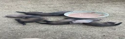 Ferret rodents for sale: Sable Ferrets - Advert 4