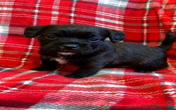 Mixed Breed dogs for sale: 🐶RARE FLUFFY BOODLE  - Advert 7