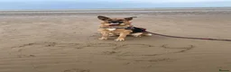German Shepherd dogs for sale: German Shepherd Puppies  - Advert 4