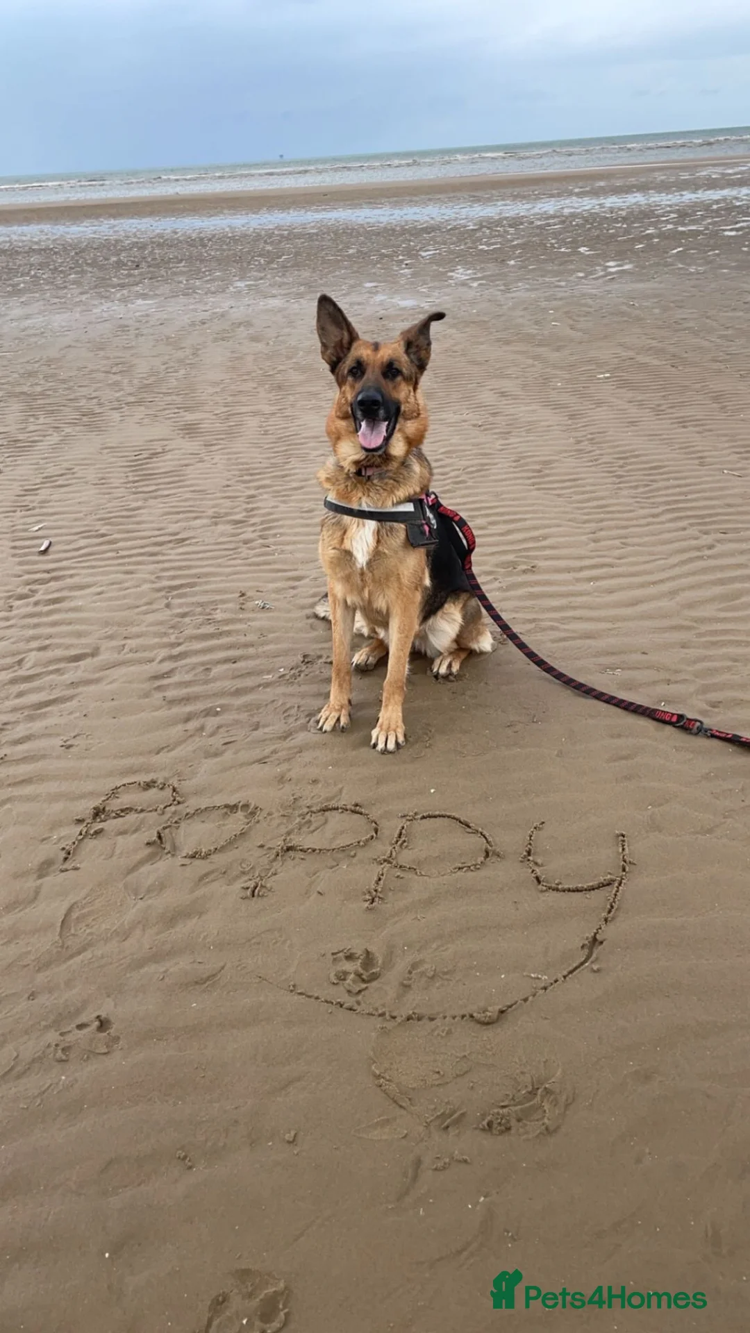 German Shepherd dogs for sale: German Shepherd Puppies  - Advert 4