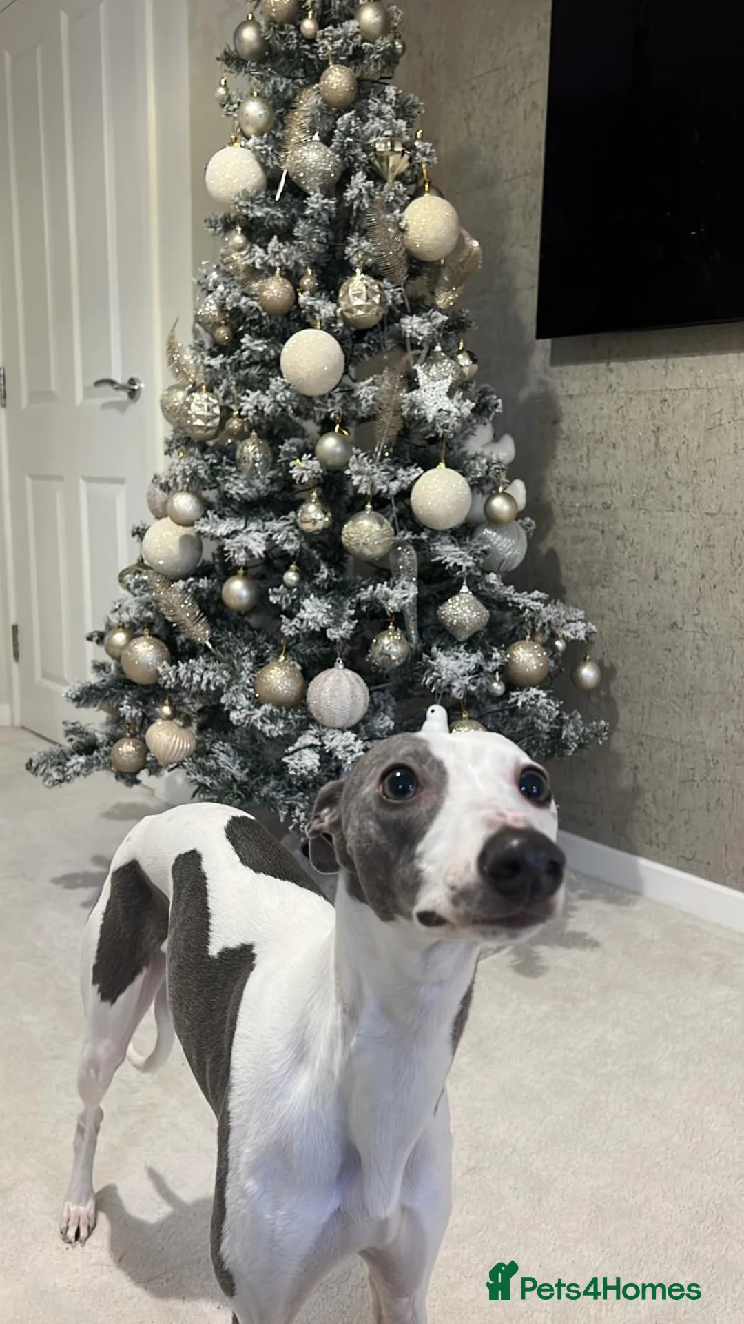 Whippet dogs for sale: Whippet in Swadlincote - Advert 5