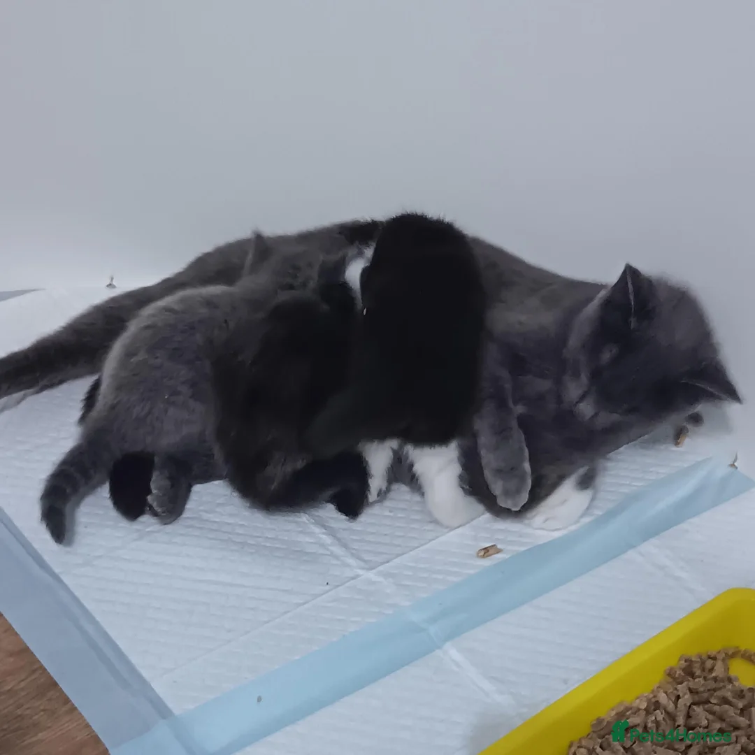 Mixed Breed cats for sale: 2 female kittens  - Advert 2
