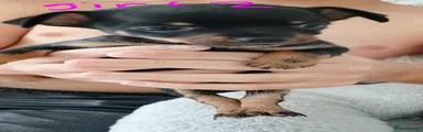 Chihuahua 4
