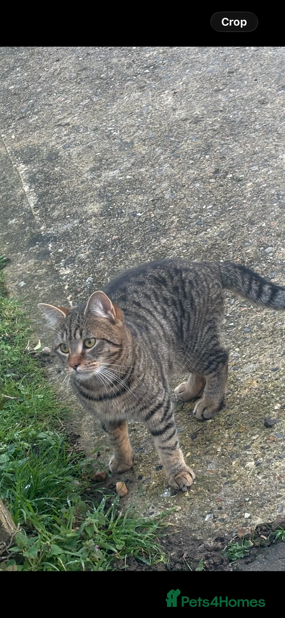 Mixed Breed cats for sale: Lovely 9month old cat called Steve bengal cross in Norwich - Advert 1