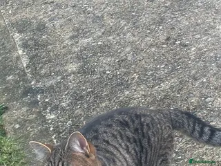 Mixed Breed cats Lovely 9month old cat called Steve bengal cross in Norwich - Advert 2