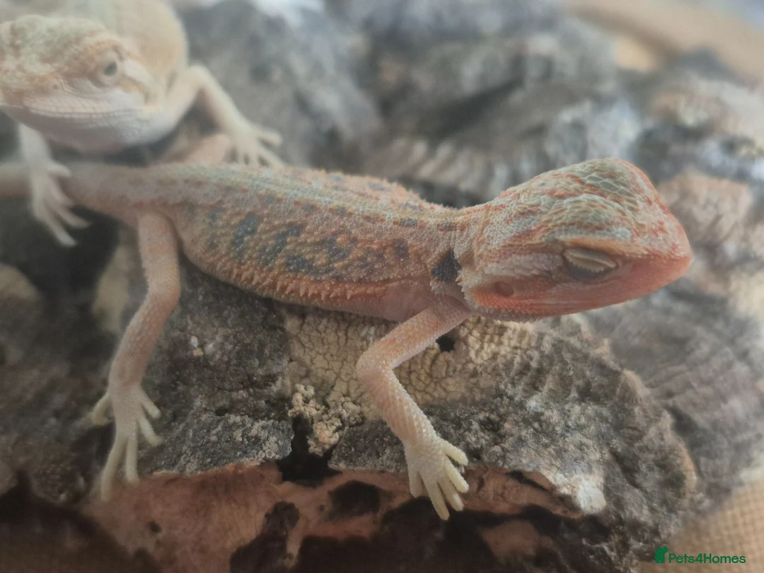 Bearded Dragon reptiles for sale: BeardedDragonsHighContrast HypoMorphsdoubleHetZero - Advert 2